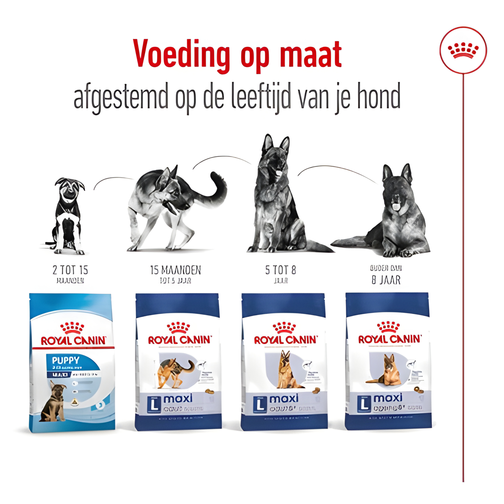 Royal Canin Maxi Adult