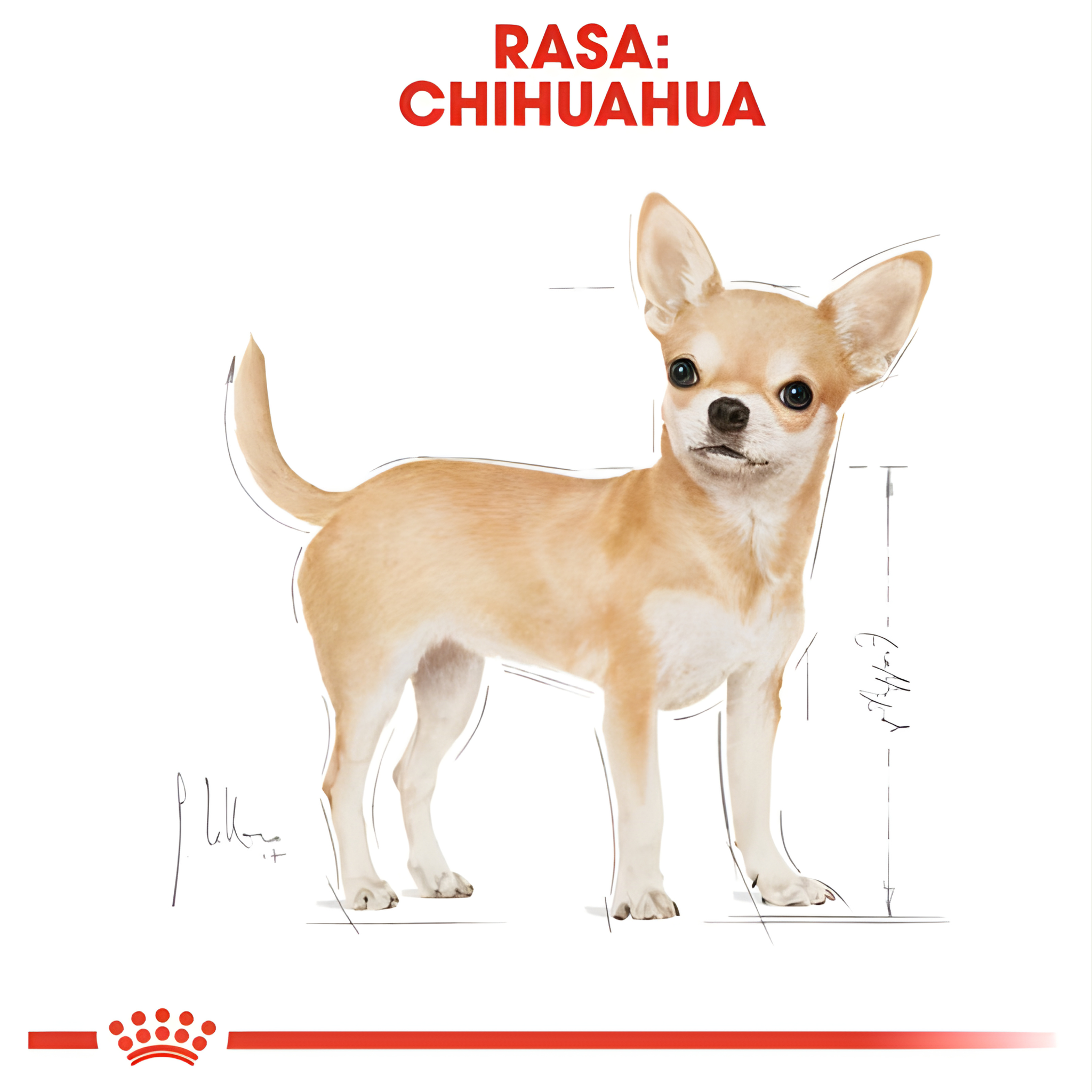 Royal Canin Chihuahua