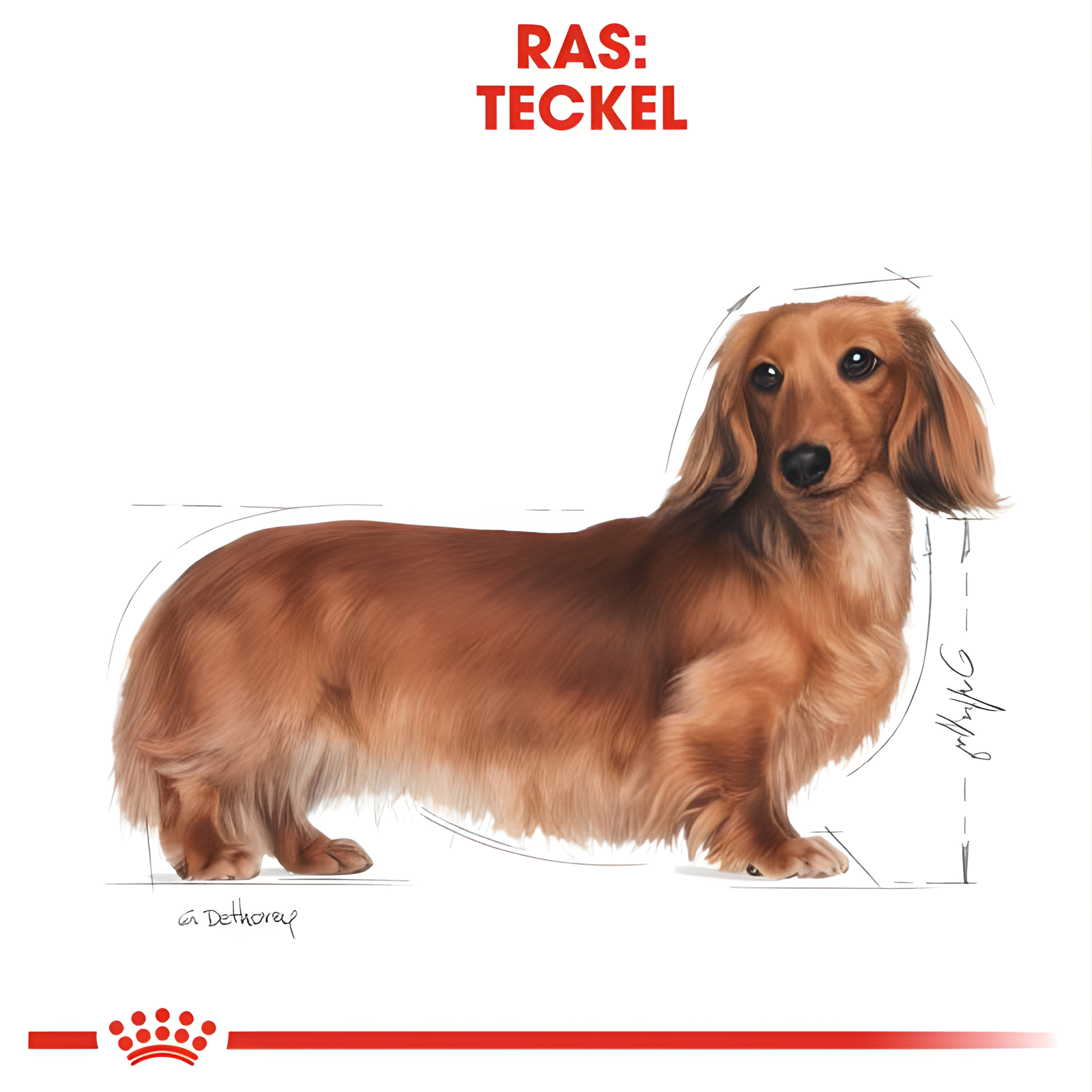 Royal Canin Dachshund / Teckel Adult