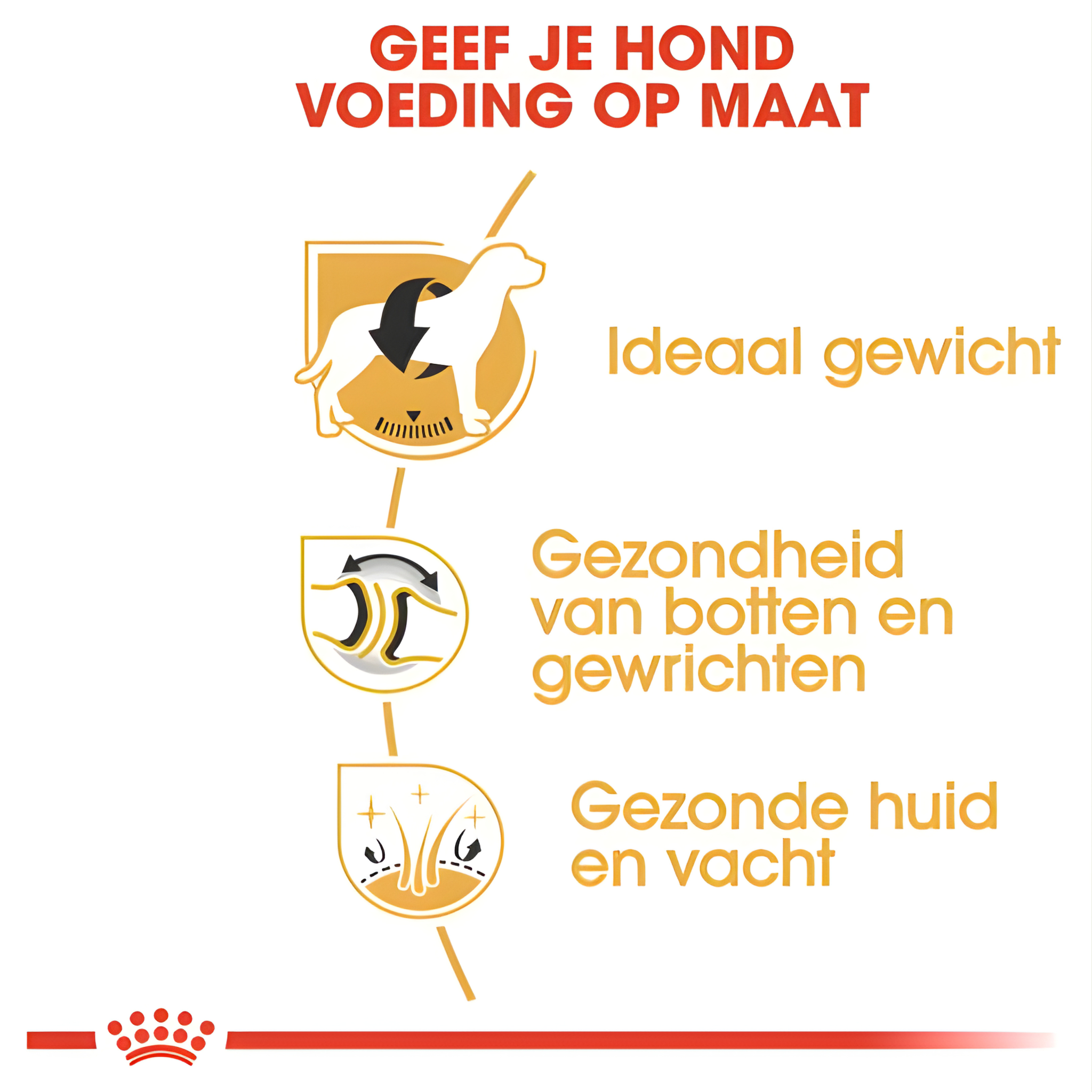 Royal Canin Labrador Retriever Adult