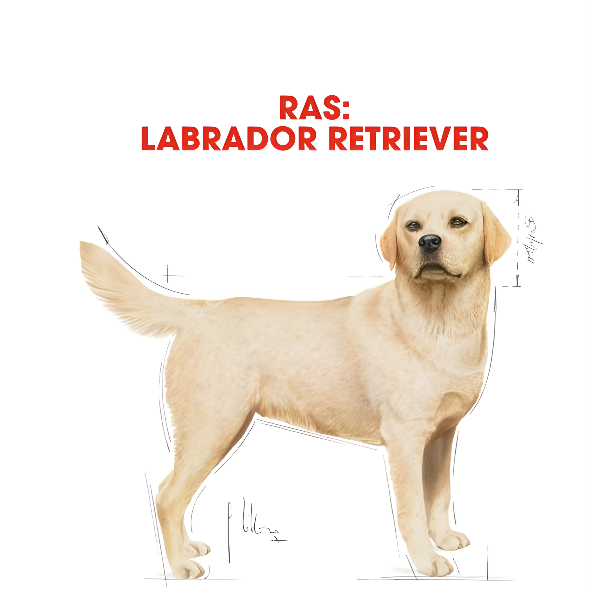 Royal Canin Labrador Retriever Adult